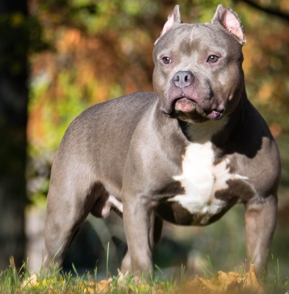 are pitbulls related to bulldogs