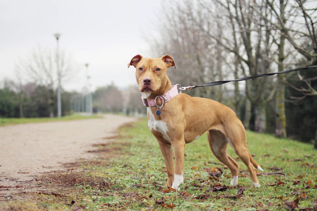 are american bulldogs the same as pit bulls