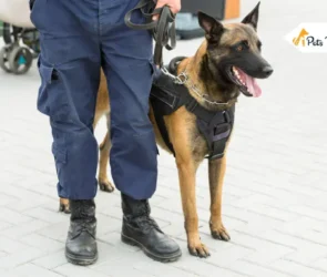 Best Guard Dogs