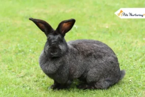 Continental Giant Rabbit