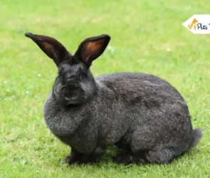 Continental Giant Rabbit