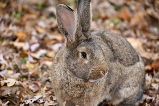 Facts about the Continental Giant Rabbit
