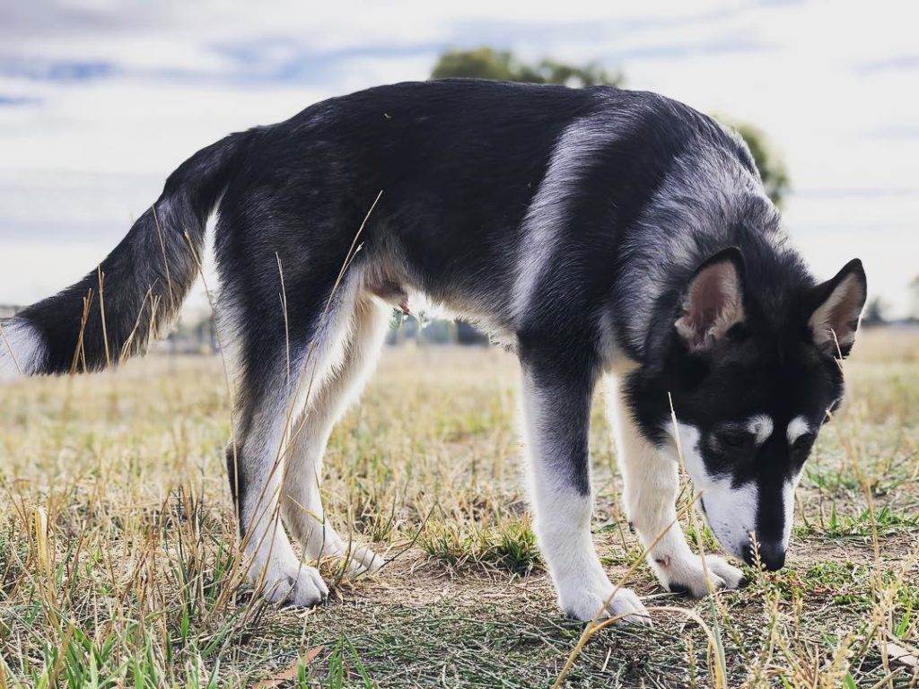 Why The German Shepherd Husky Mix Pets Nurturing