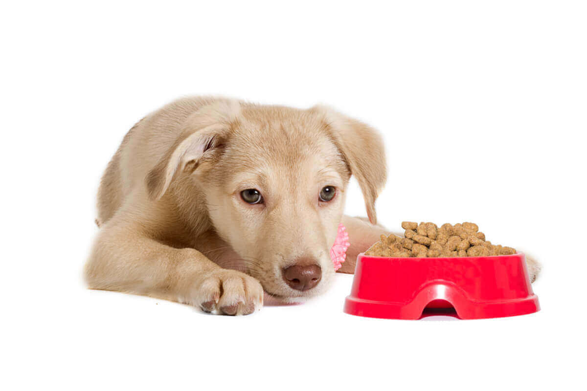 How long can a dog go without eating? | Pets Nurturing