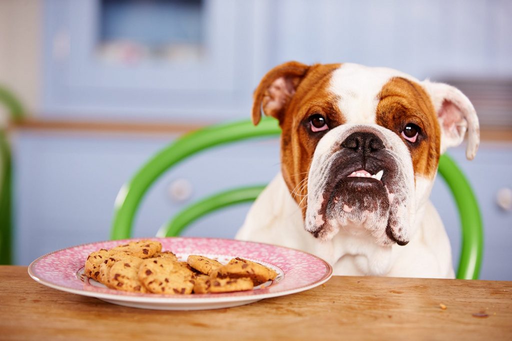 How long can a dog go without eating? | Pets Nurturing