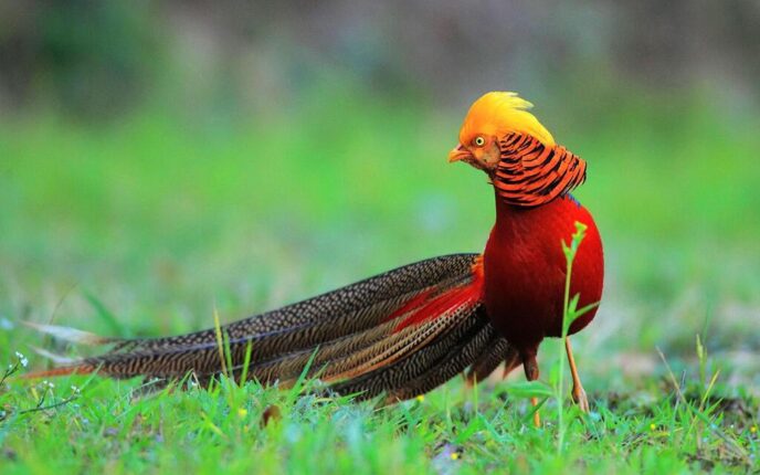 Real Phoenix Bird: A Mysterious and Mythological Bird