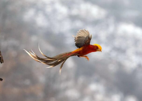 Real Phoenix Bird A Mysterious And Mythological Bird Real Phoenix Bird 2 607x430