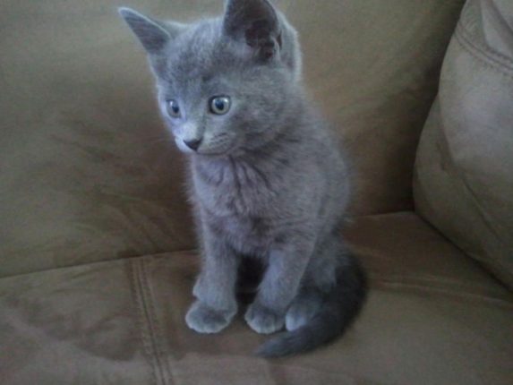 russian blue stuffed animal