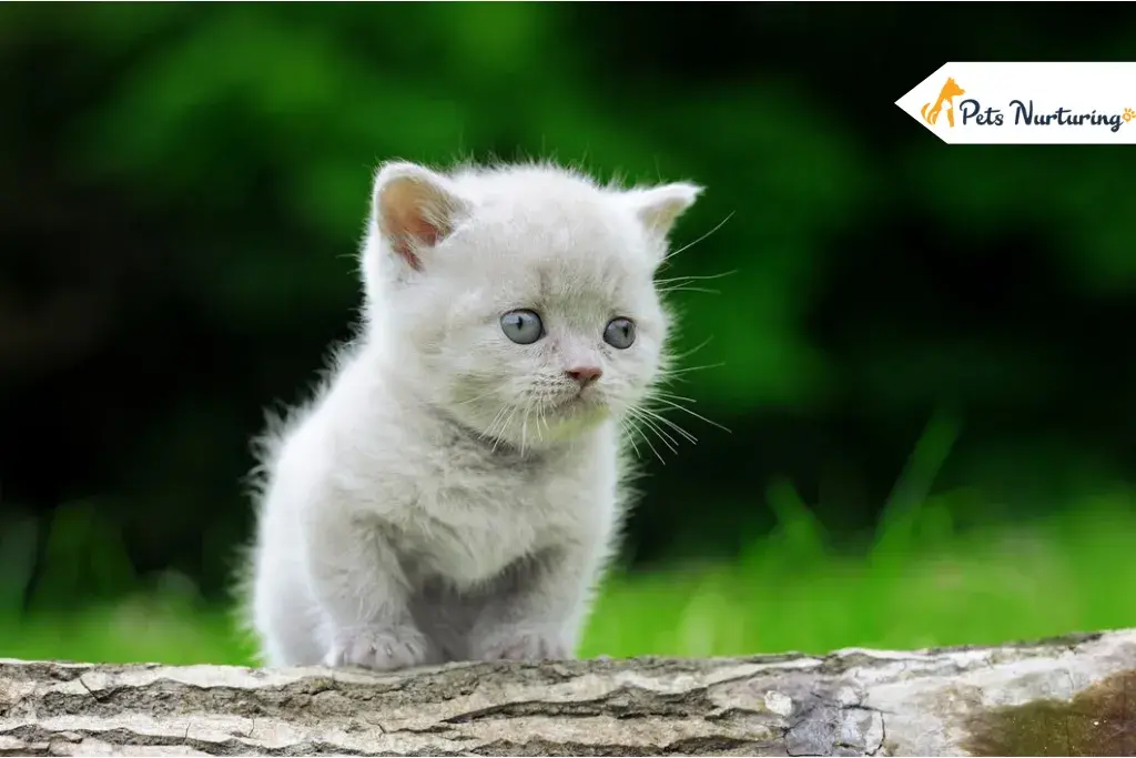 Small Cat Breeds