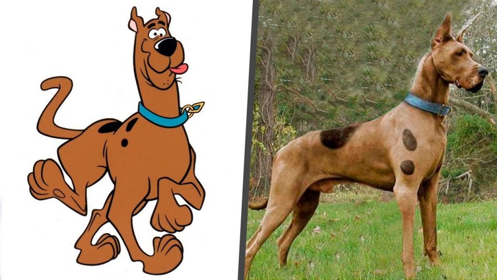 What Kind of Dog Is Scooby Doo? A Great Dane with Few Differences