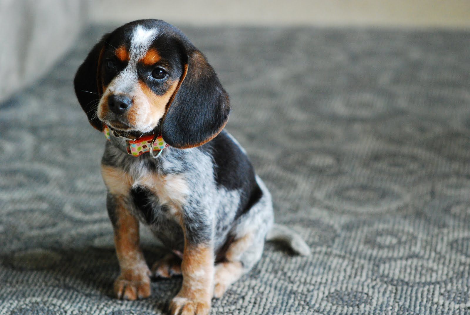 blue tick hounds