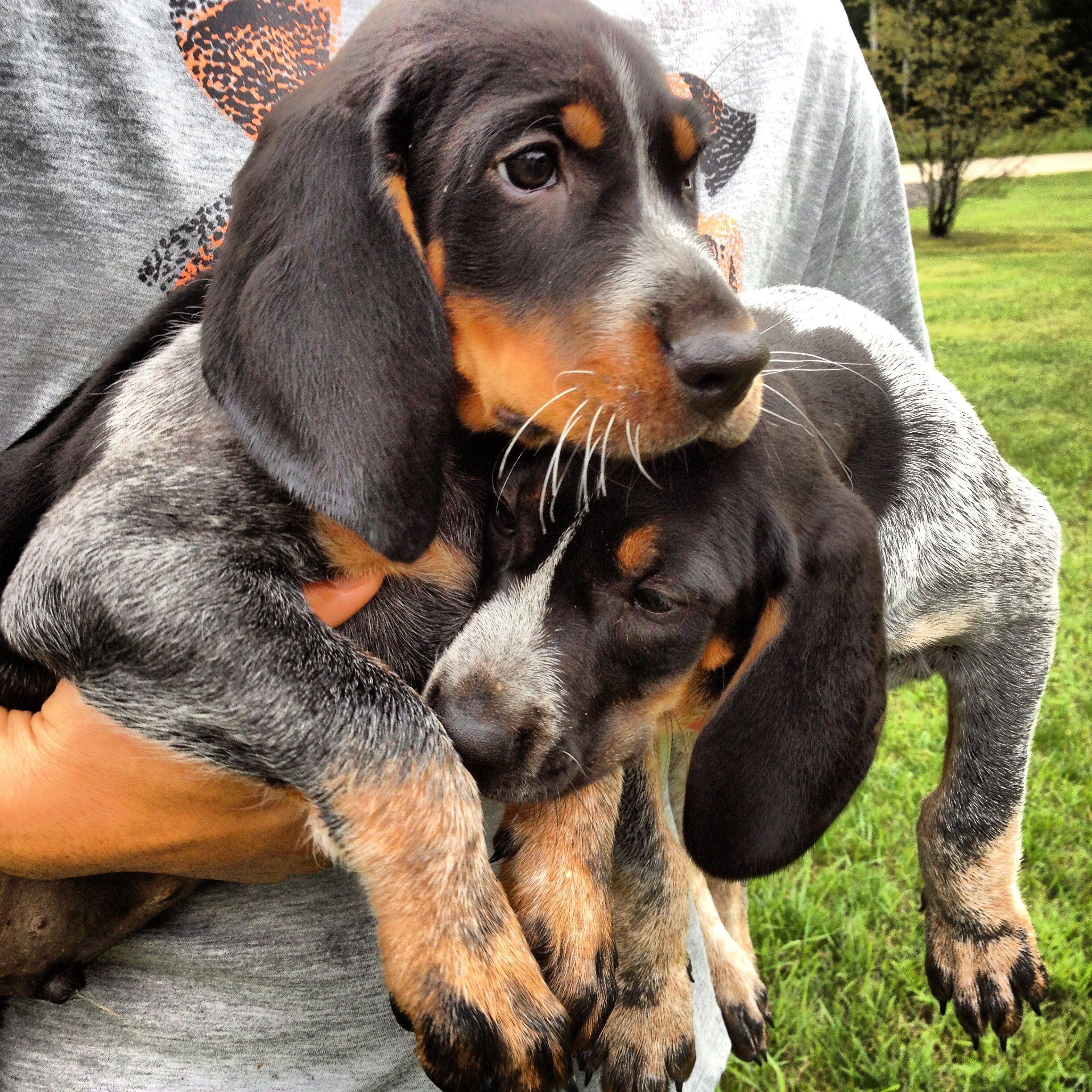 Bluetick Coonhound Puppies / 12 Coonhounds Too Floppy for Their Own