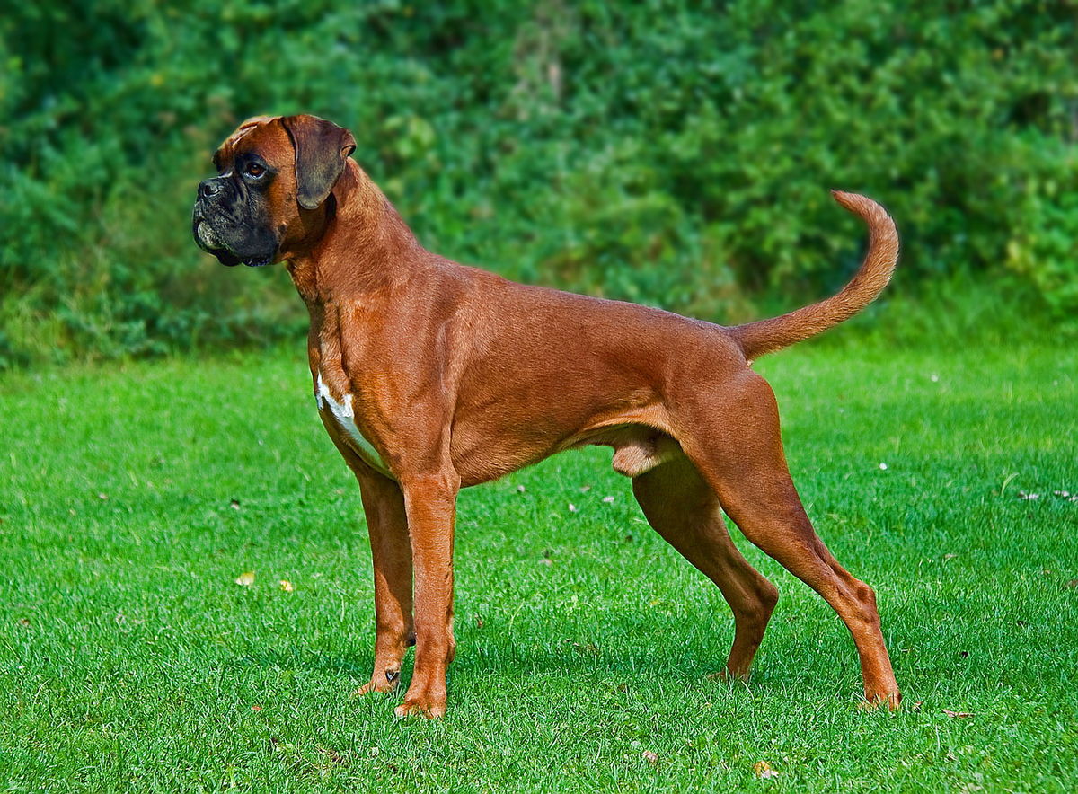 boxer dog with tail 