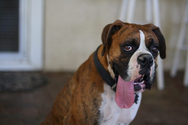 boxer dogs with tails