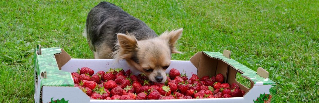 are puppies allowed strawberries