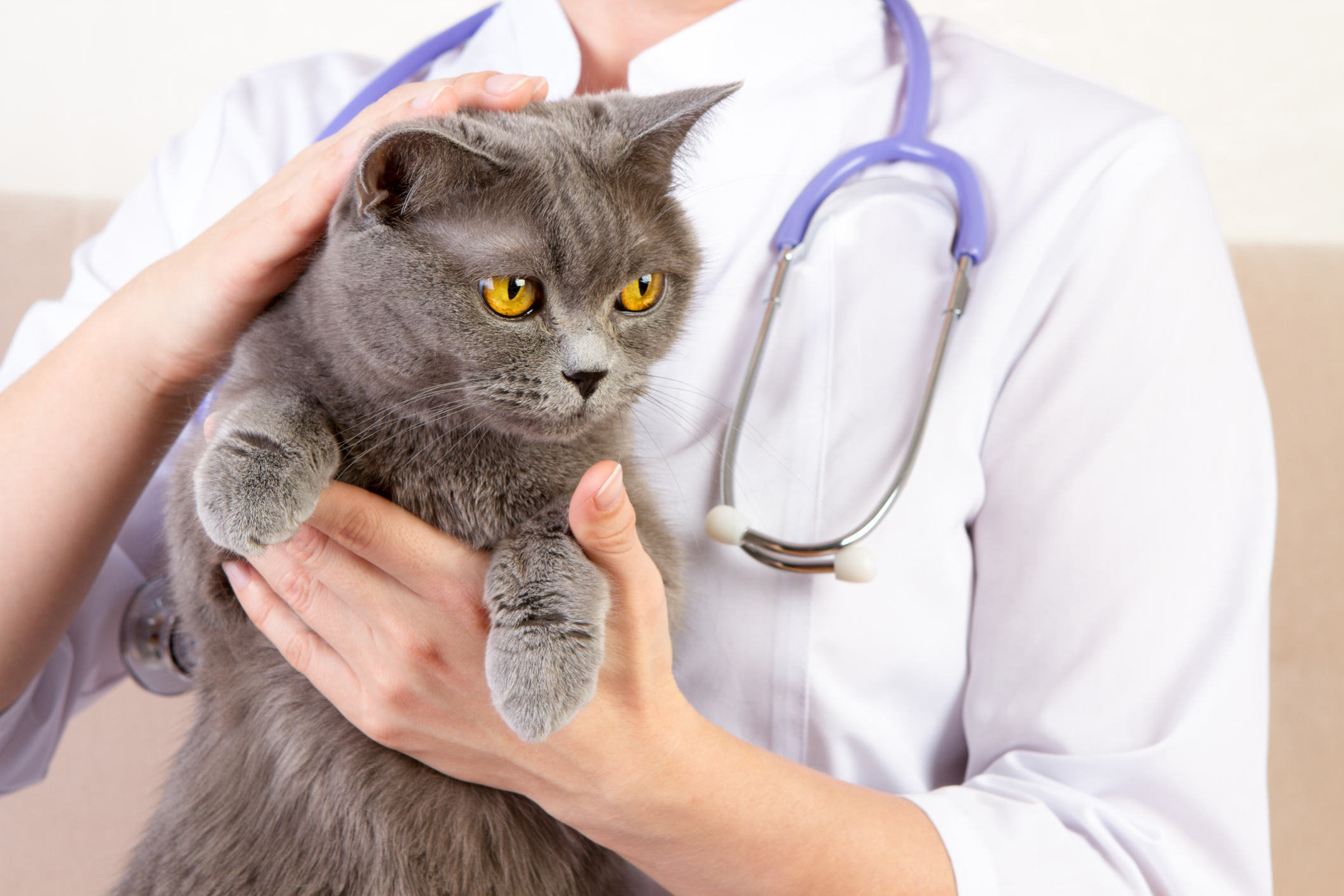 Veterinary doctor holding British cat and stroking the head – Pets Nurturing