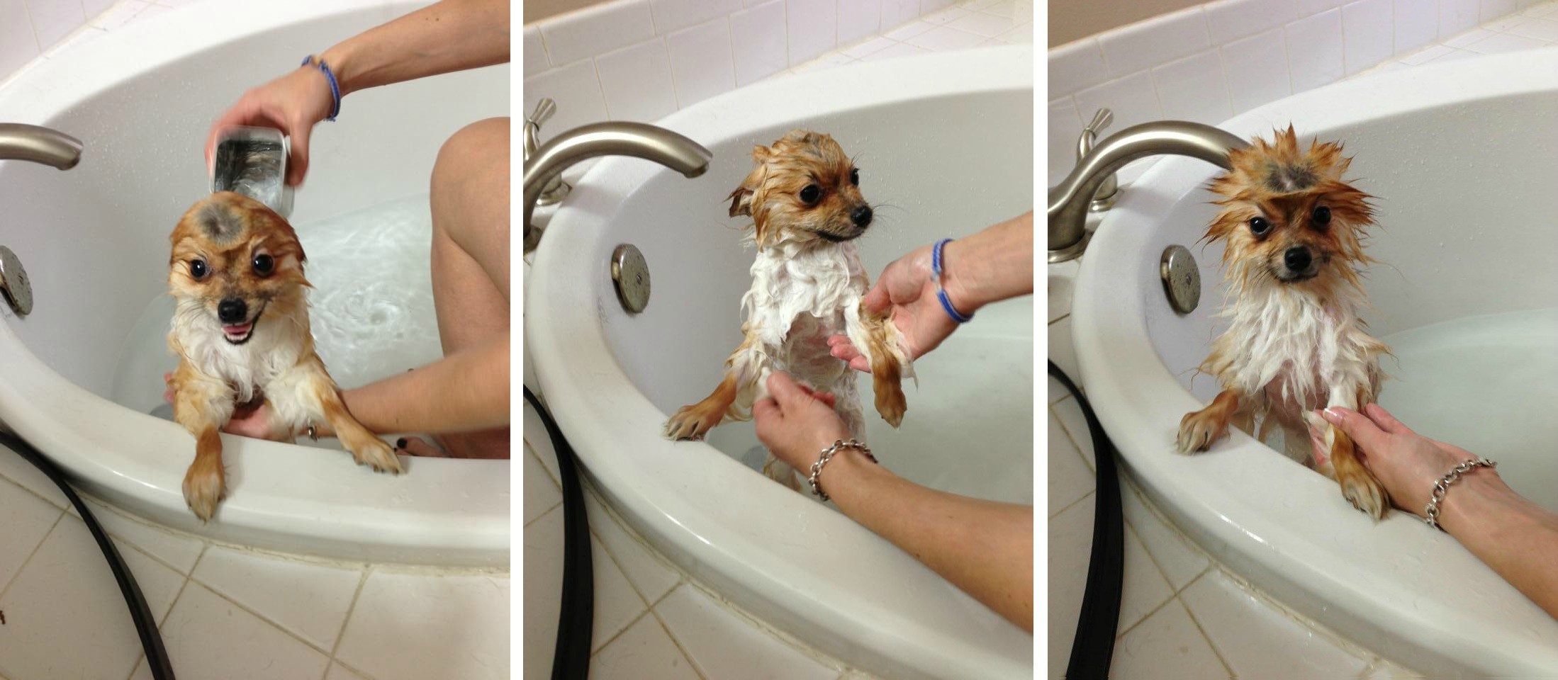 The Dog Bath Frequency Facts Pets Nurturing