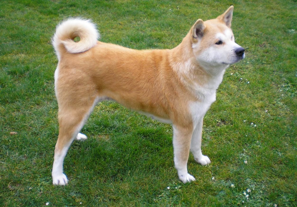  dogs with curly tails