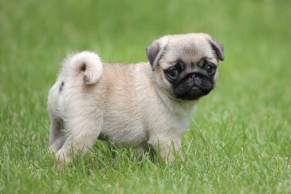 Dogs with Curly Tails: Check Out the Details Here