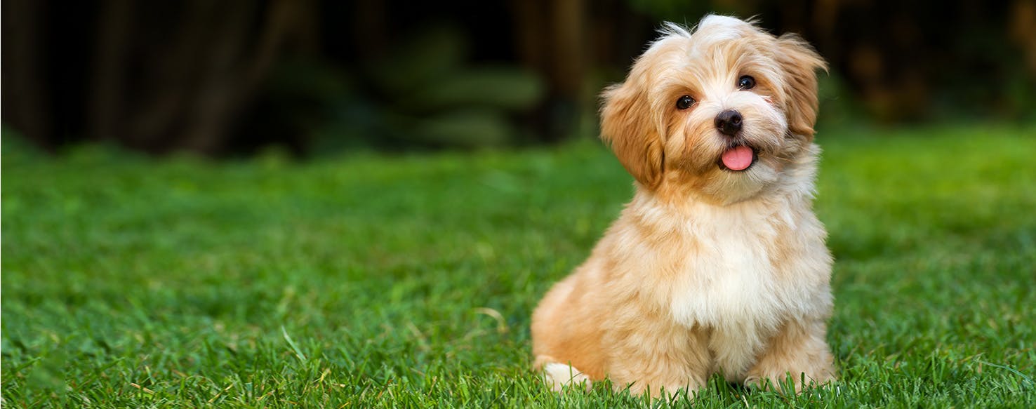 Some Of The Easiest Dog Breeds To Train That You Can Check