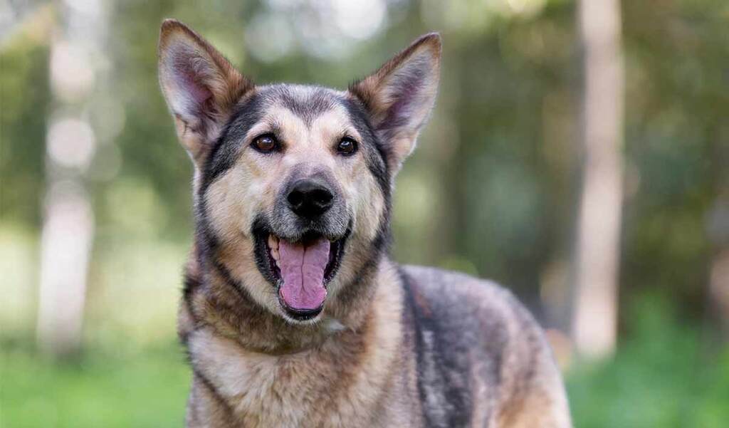 how much does a husky german shepherd mix weight