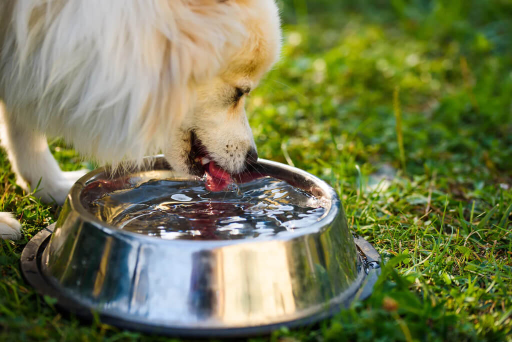 how long can a dog go without eating or drinking