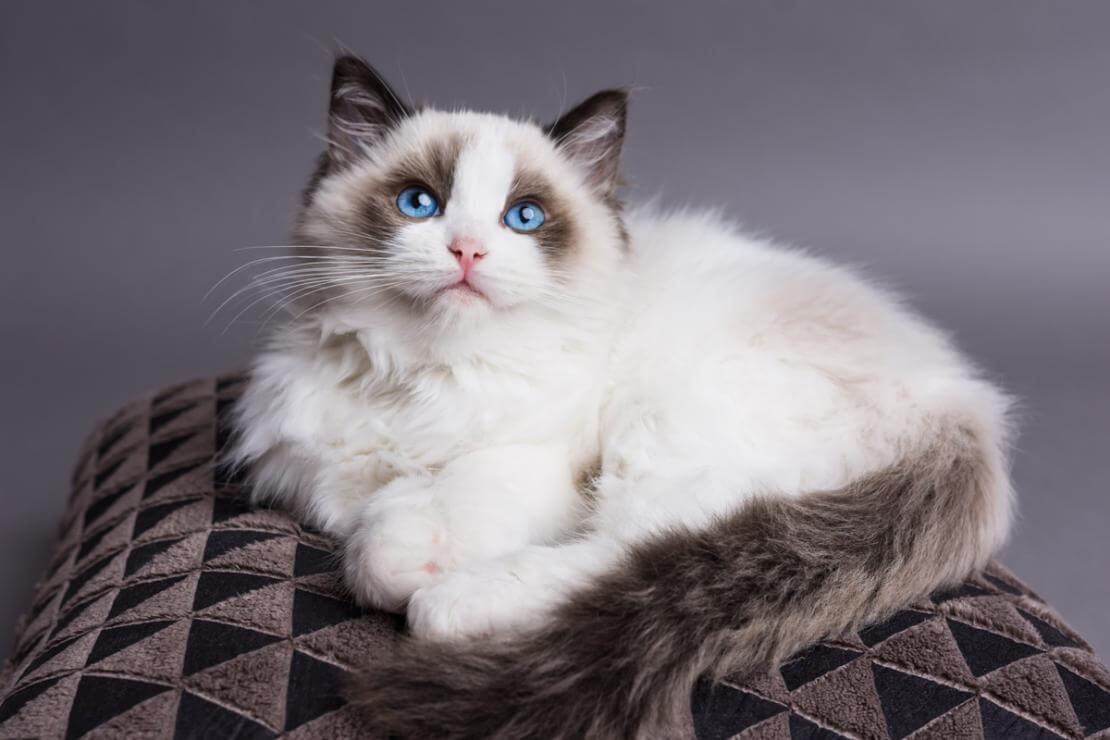 Get List of Largest domestic cat breed | Pets Nurturing