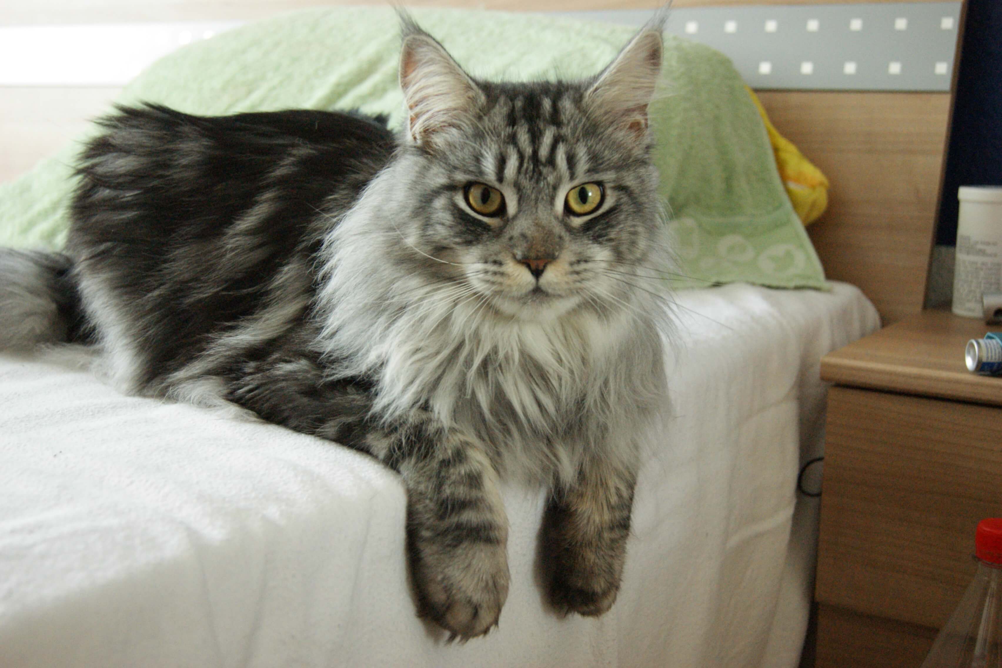 Maine Coon: largest domestic cat breed