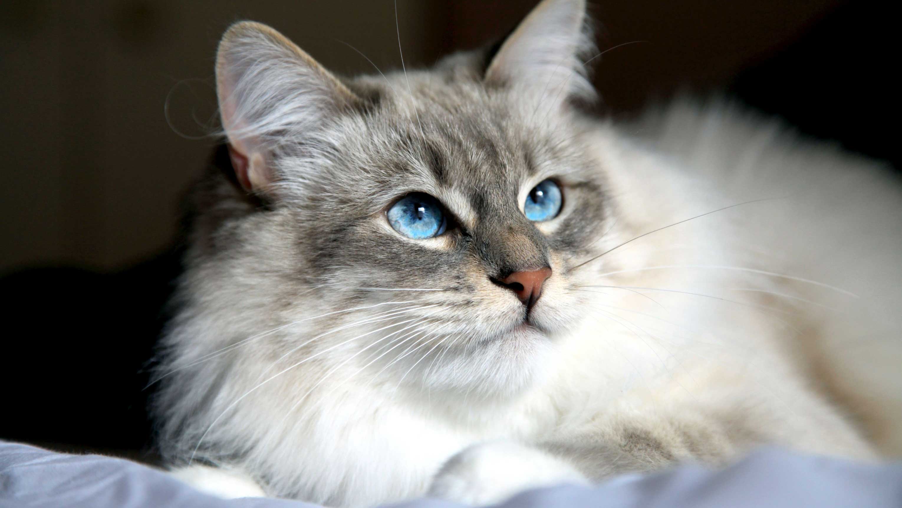 The largest domestic cat breeds in the world Pets Nurturing