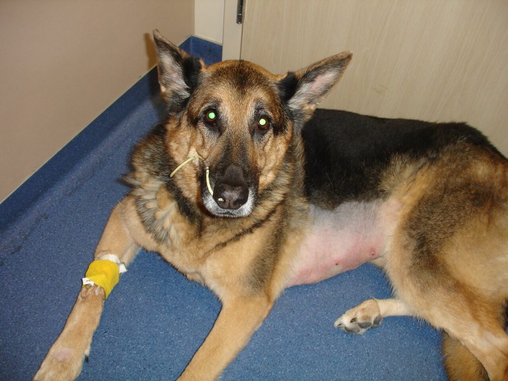 Why My Dog Is Shaking and Acting Weird with Reasons