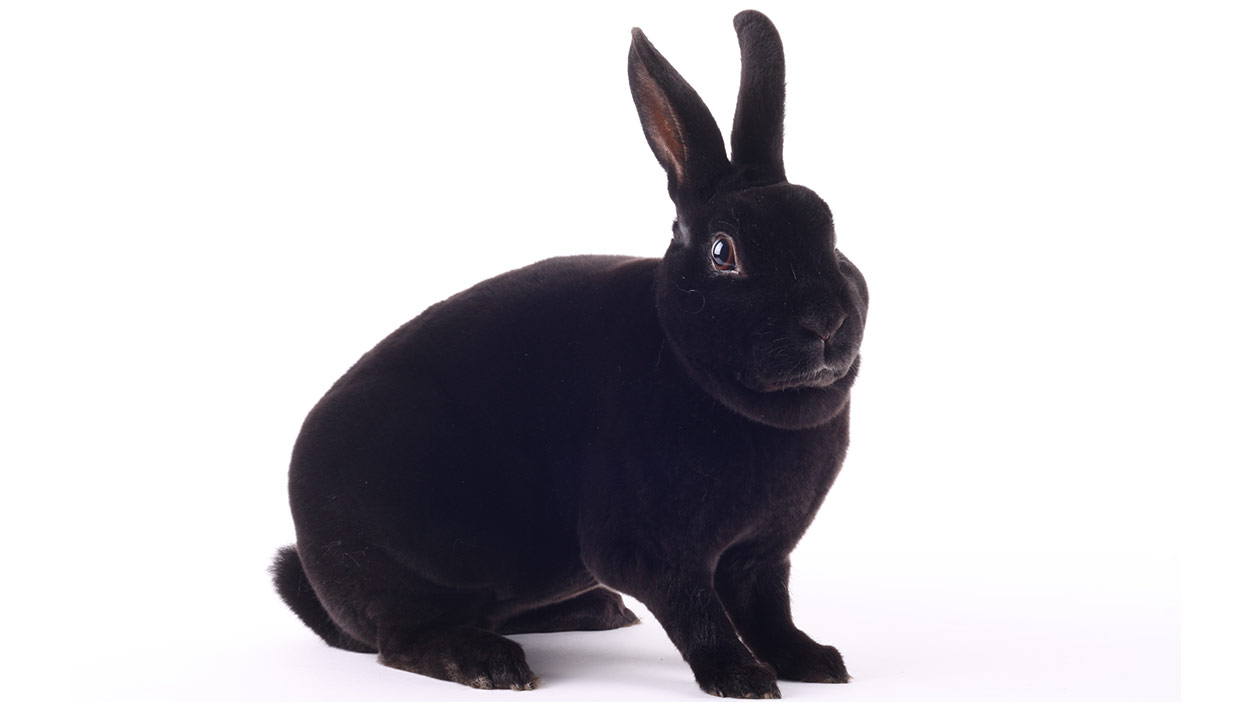 Mini Rex: pet rabbit breeds