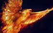 Real Phoenix Bird A Mysterious And Mythological Bird Real Phoenix Bird 110x69