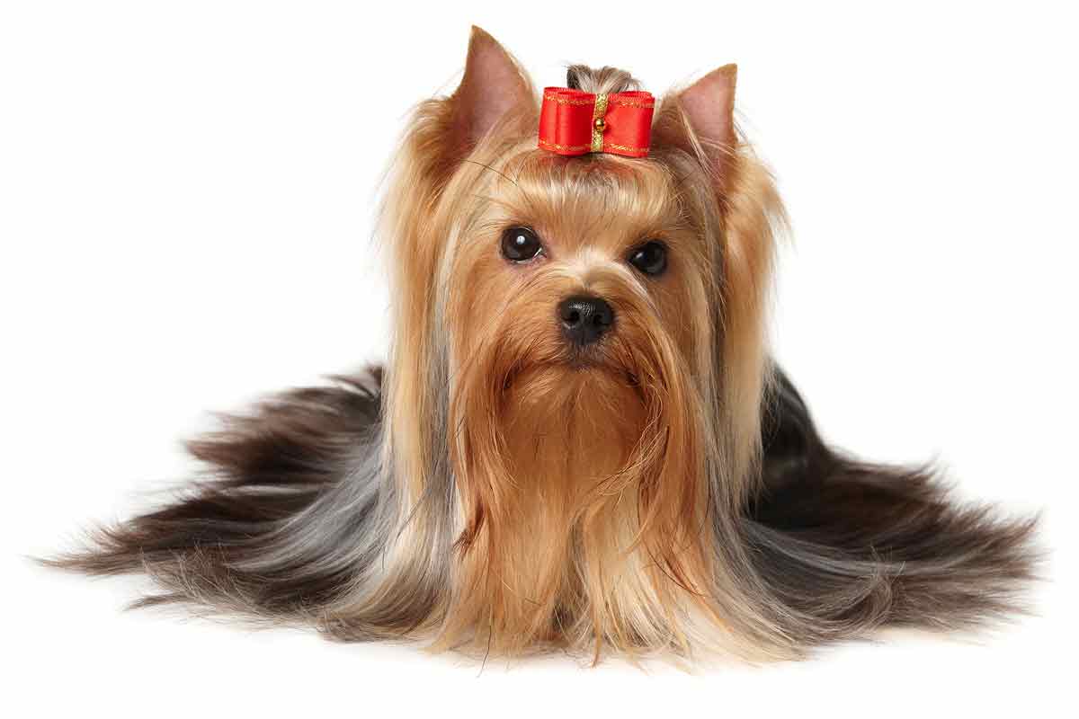 Yorkshire terrier: small dog breeds 