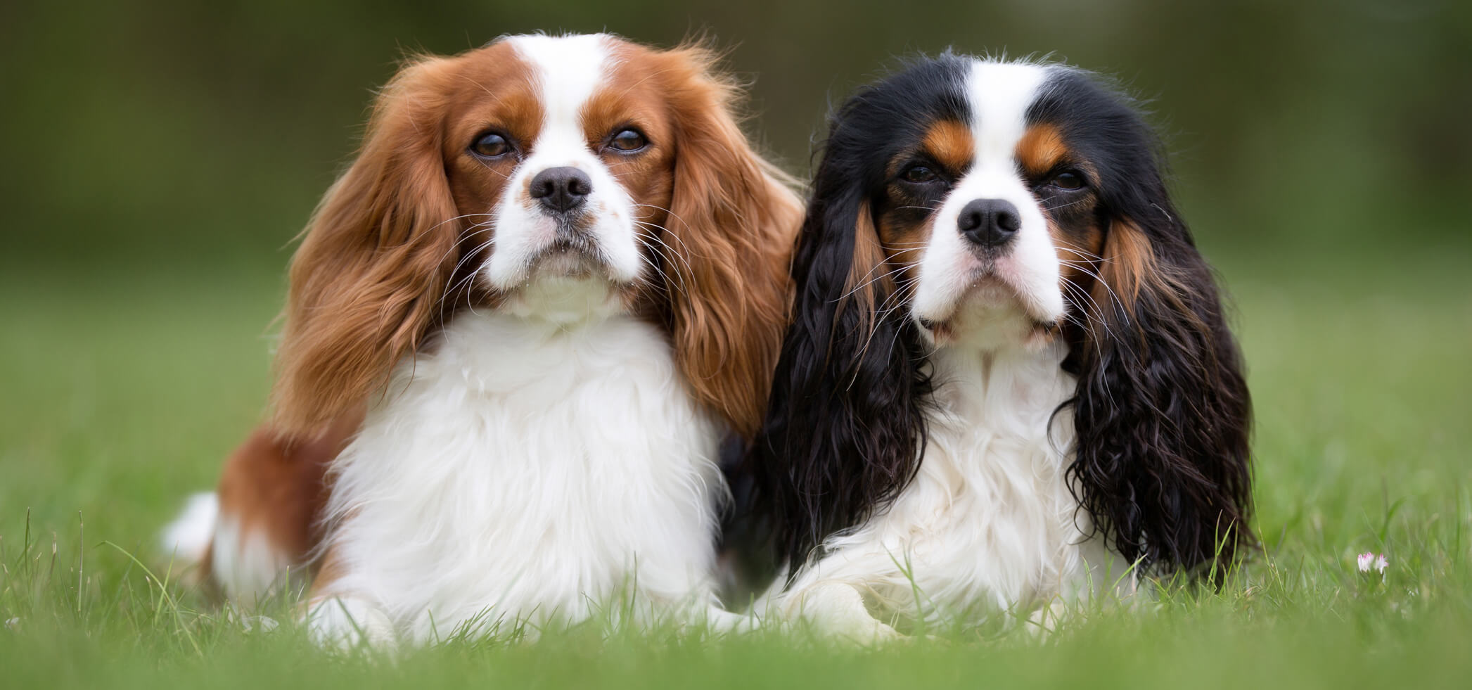 Cavalier King Charles spaniel: small dog breeds