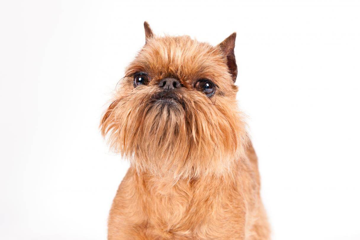 Brussels griffon: small dog breeds