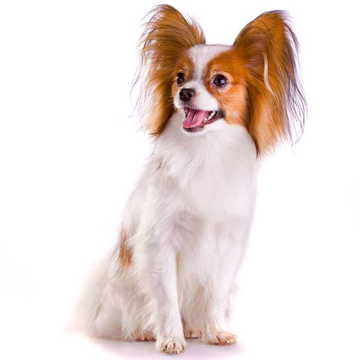 small dog breeds with picture