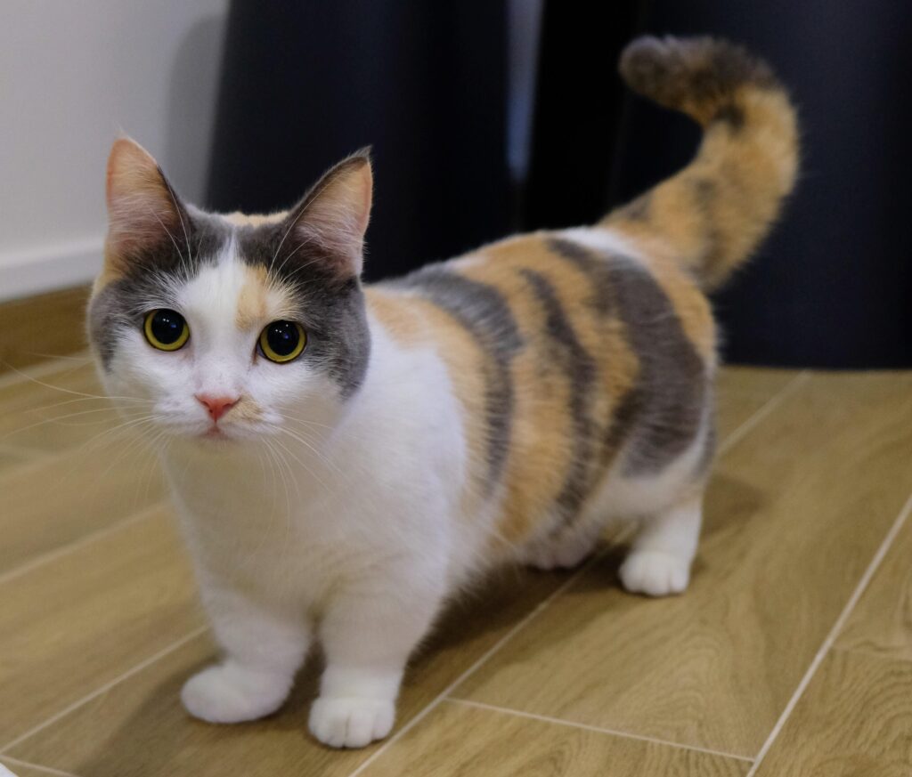 Munchkin: small cat breeds