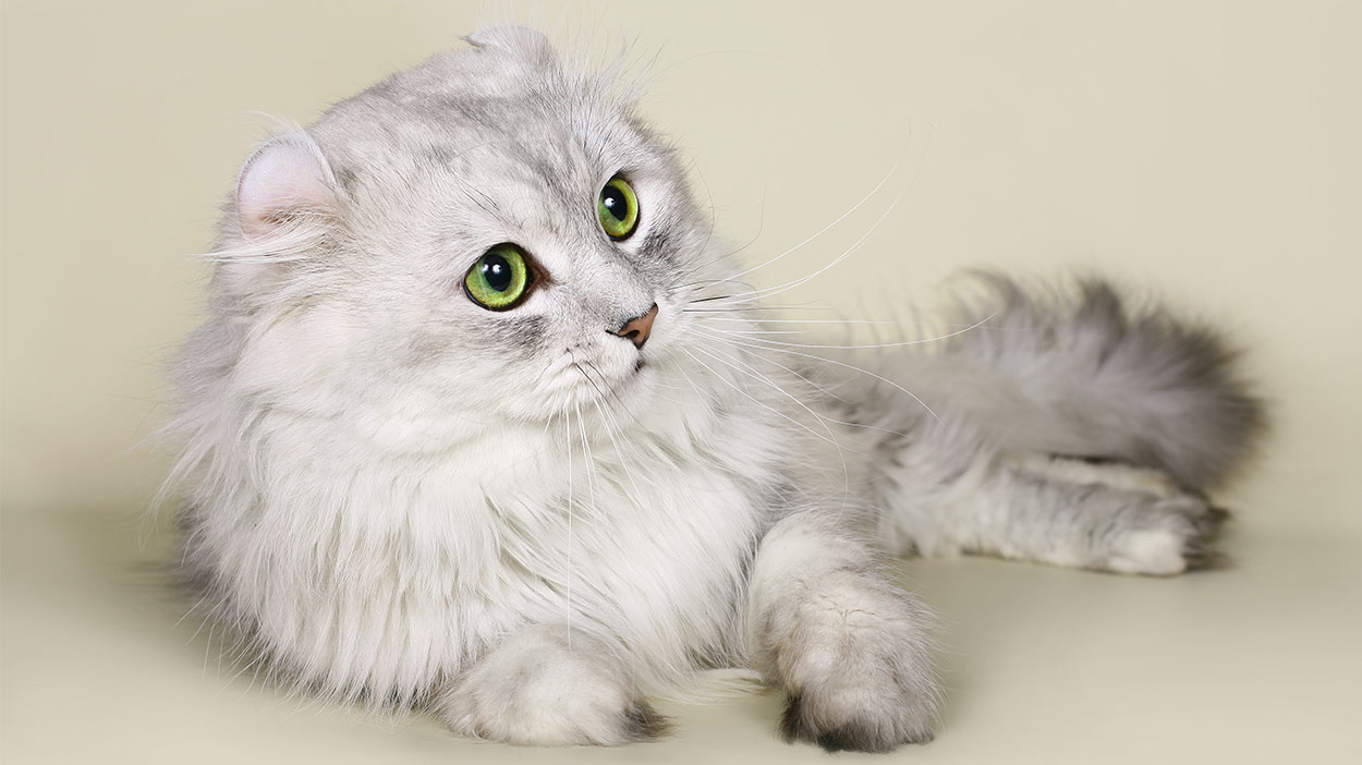 American Curl: small cat breeds