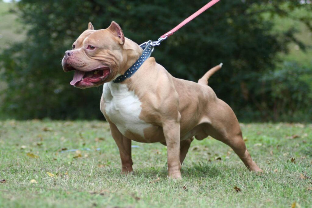 Pit bull: top 10 best guard dogs
