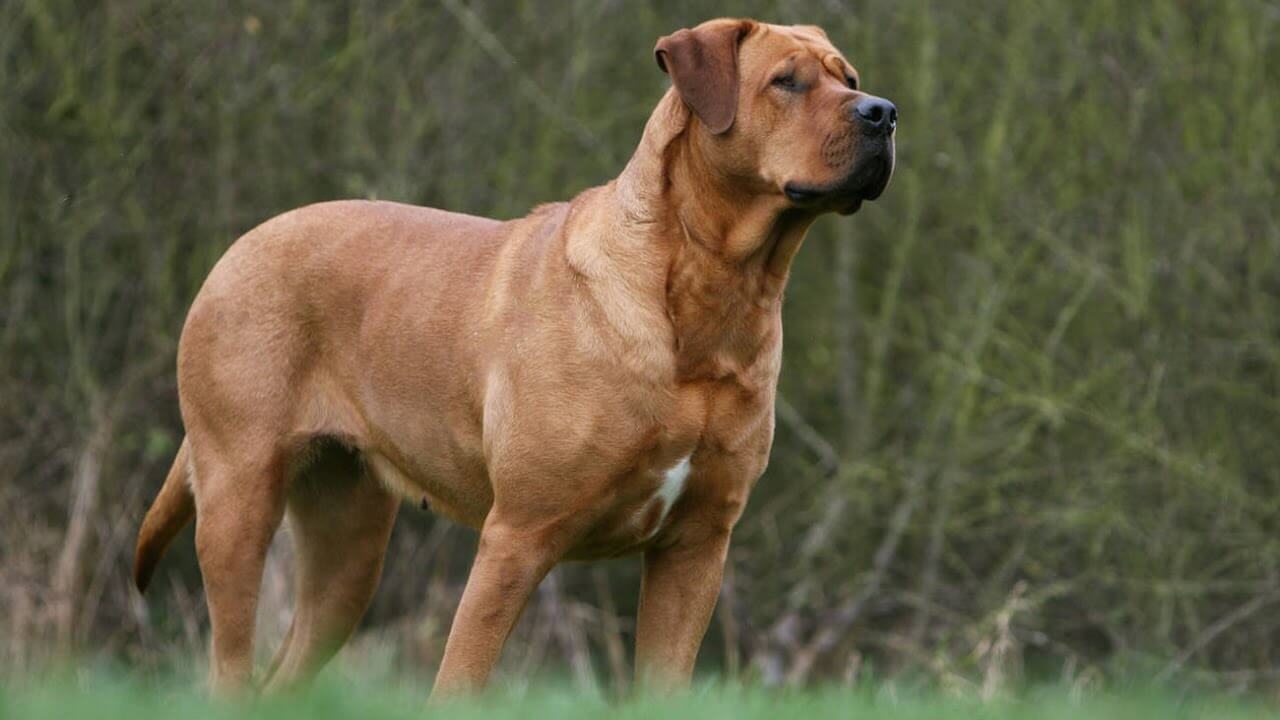 Top 10 Best Guard Dogs to Protect Your Home and Family