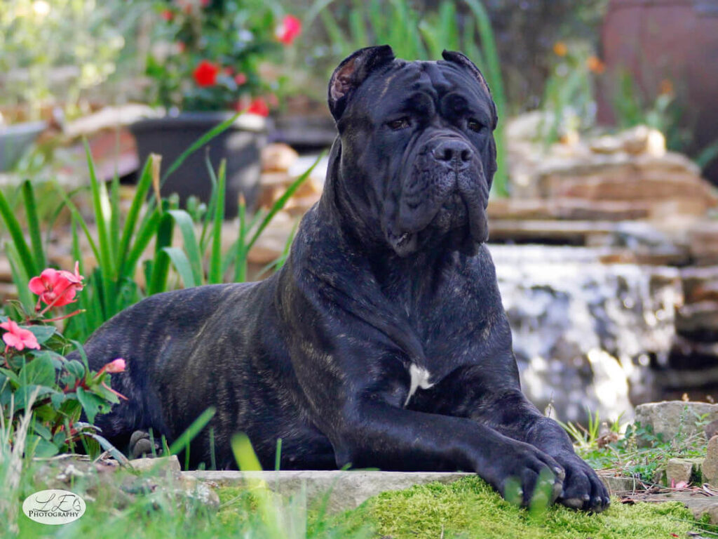 Cane Corso: top 10 best guard dogs