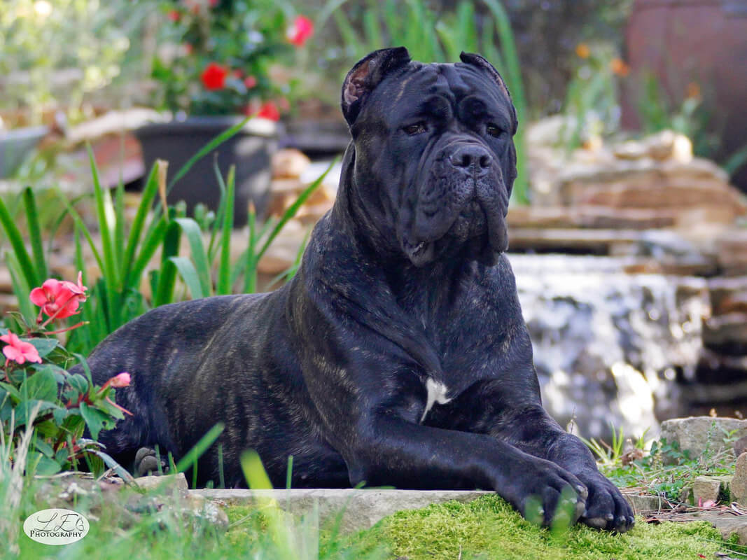 69+ Cane Corso Protection Dogs Photo - Bleumoonproductions