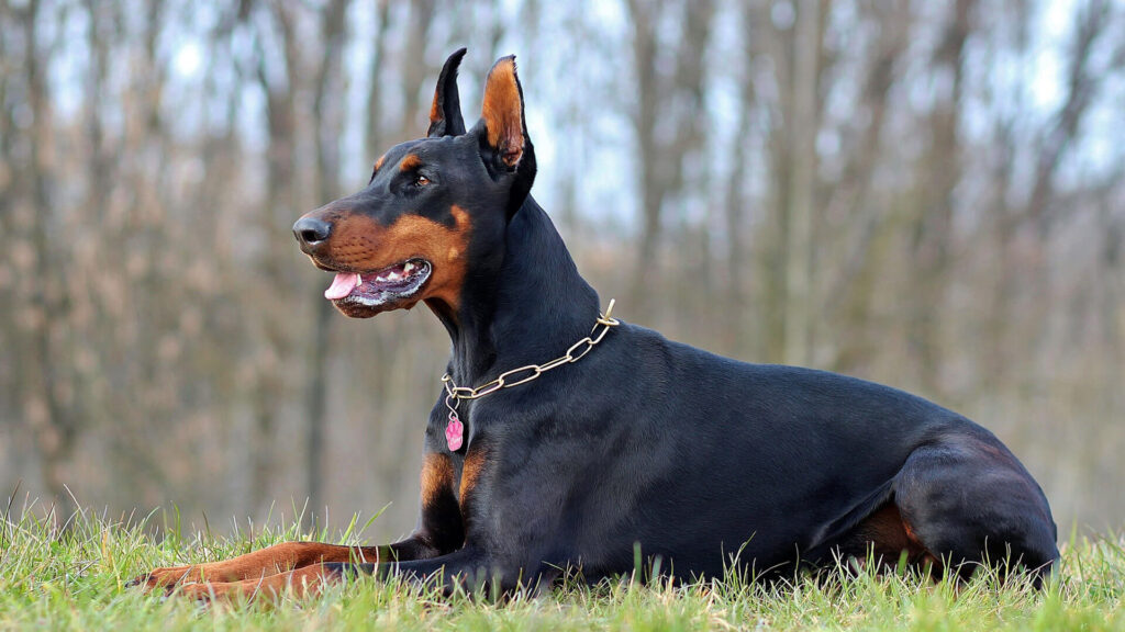 Doberman: top 10 best guard dogs