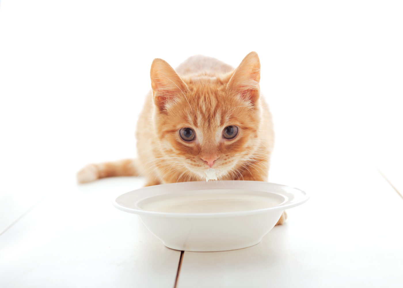 Some Of The Best Options Of Food That You Can Feed To Your Stray Cats
