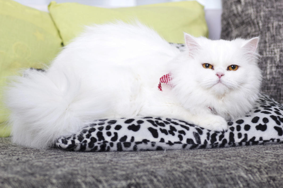 White Persian kittens