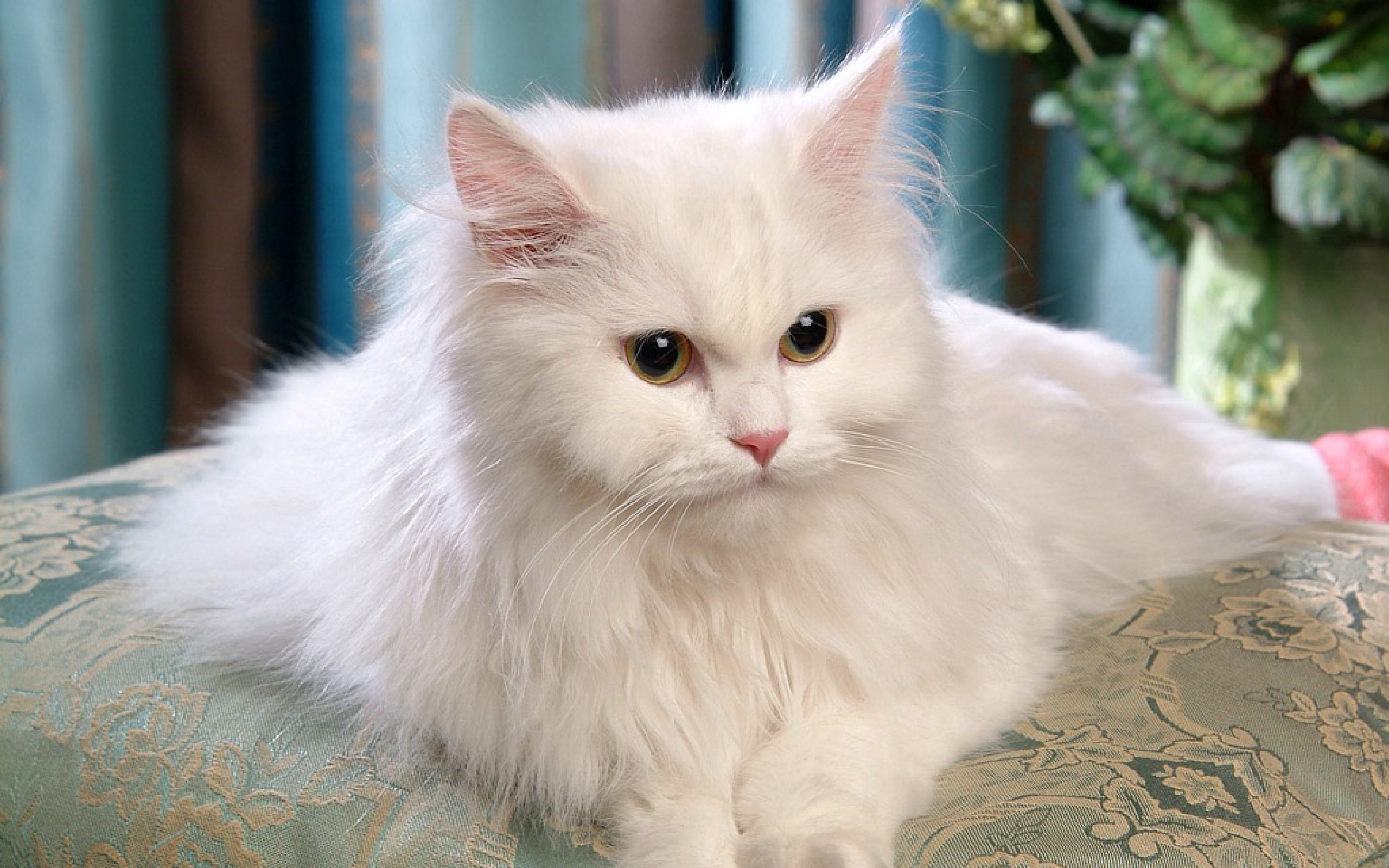 White Persian kittens
