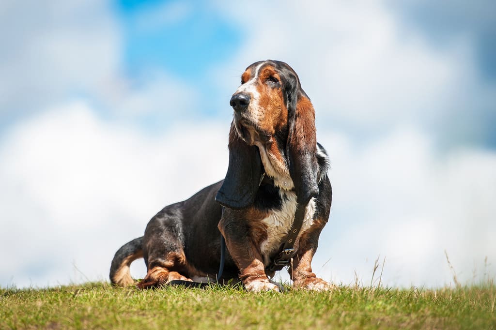 Basset Hound Dog Breed