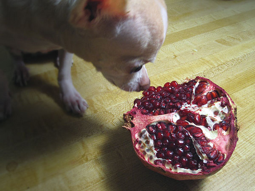 Can dogs eat a pomegranate