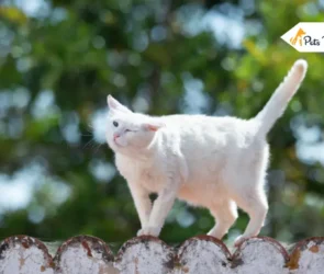 Cat Shaking His Head Like Parkinson’s