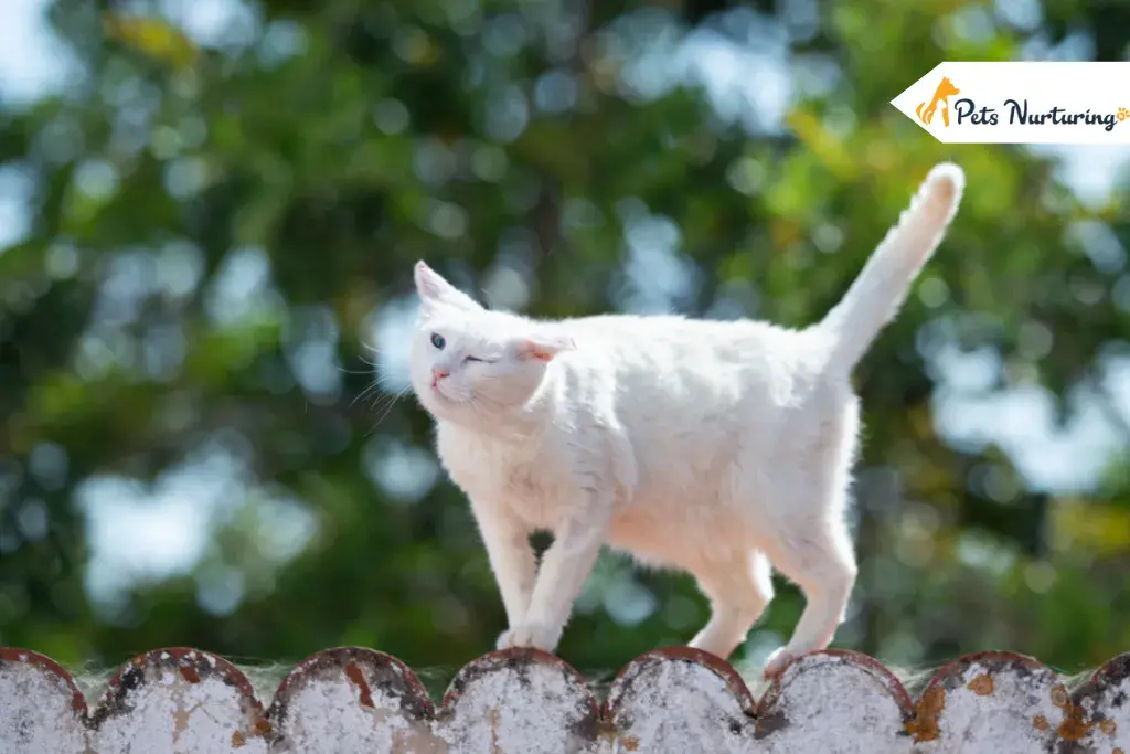 Cat Shaking His Head Like Parkinson’s